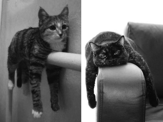 Monorail cats.