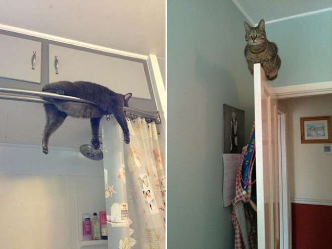 Monorail cats.