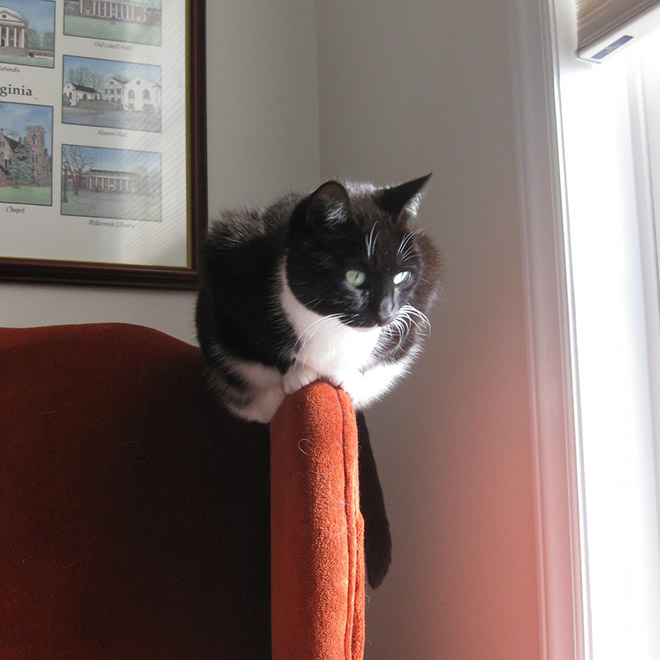 Monorail cat.