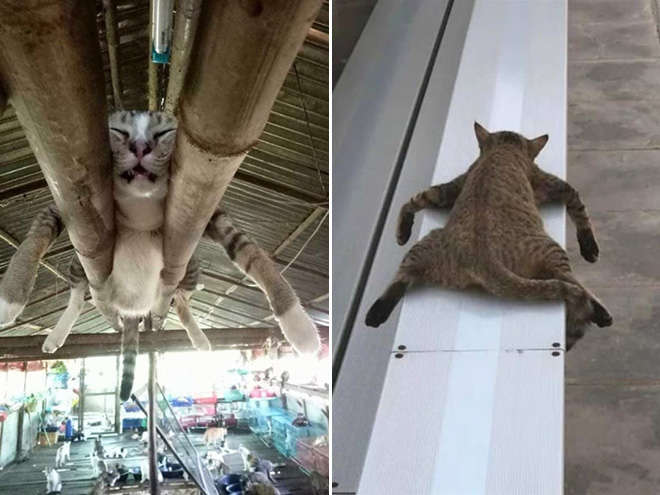 Monorail cats.