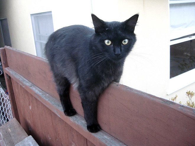 Monorail cat.