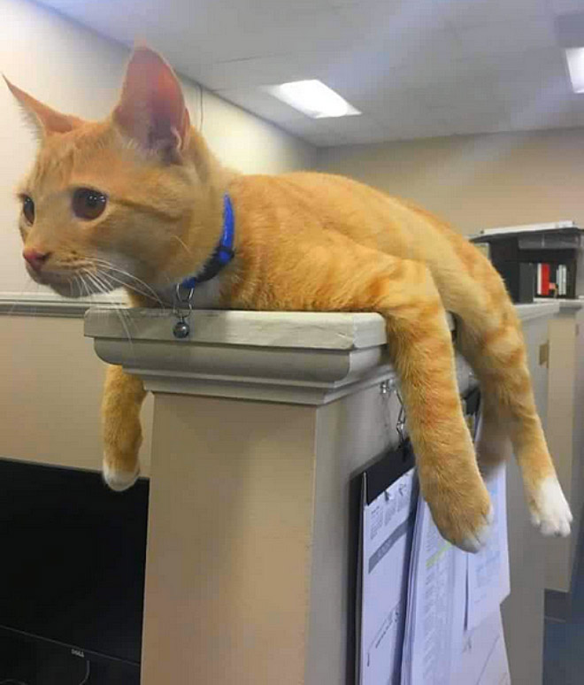 Monorail cat.