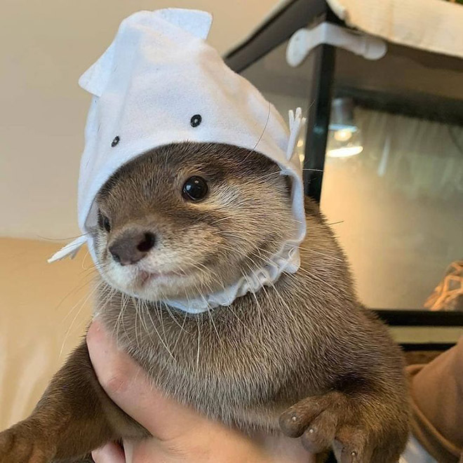 Otter in a hat.