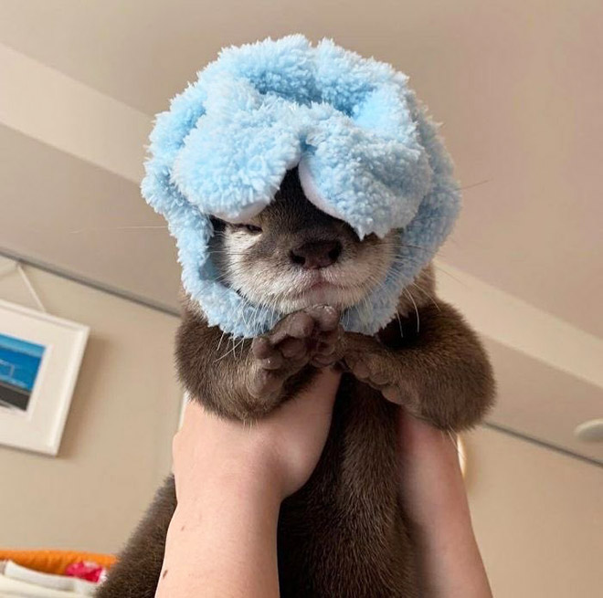 Otter in a hat.