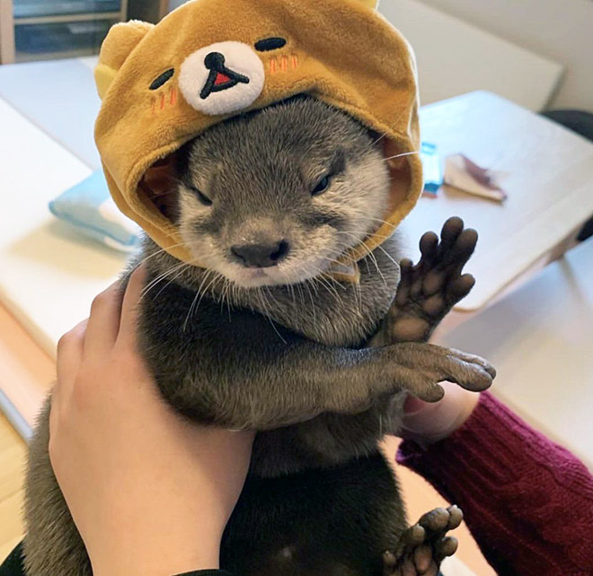 Otter in a hat.