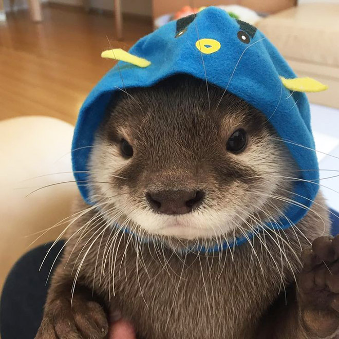 Otter in a hat.