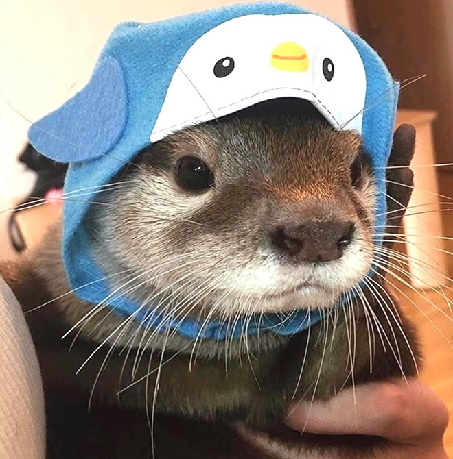 Otter in a hat.