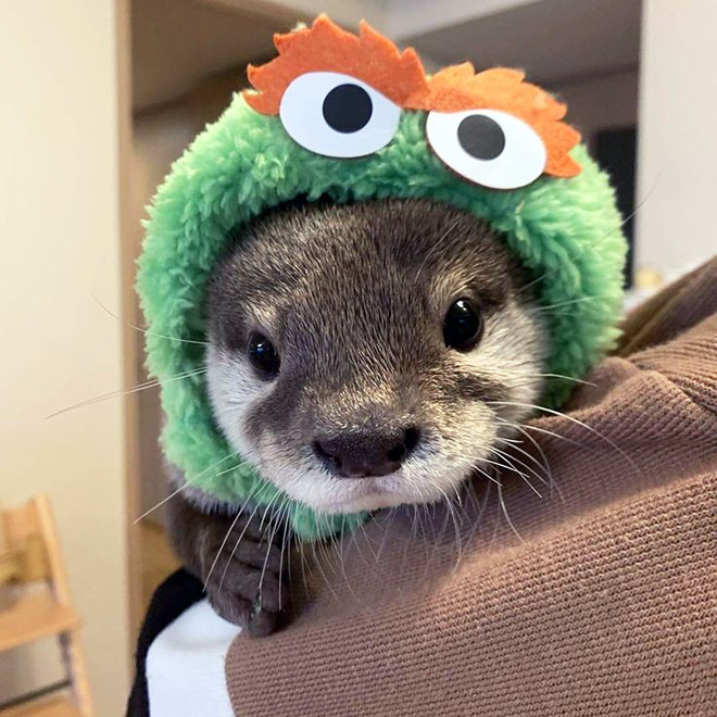 Otter in a hat.