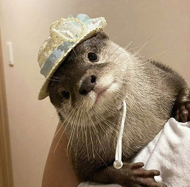 Otter in a hat.