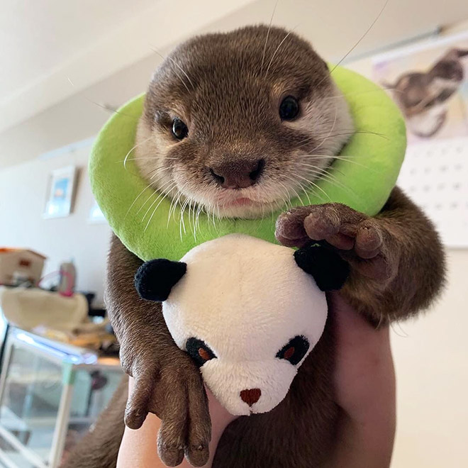 Otter in a hat.