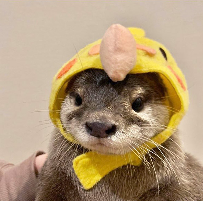 Otter in a hat.