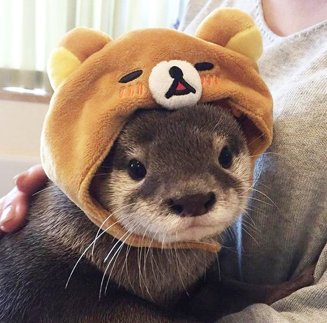 Otter in a hat.