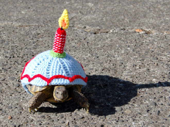 Tortoise fashion statement.