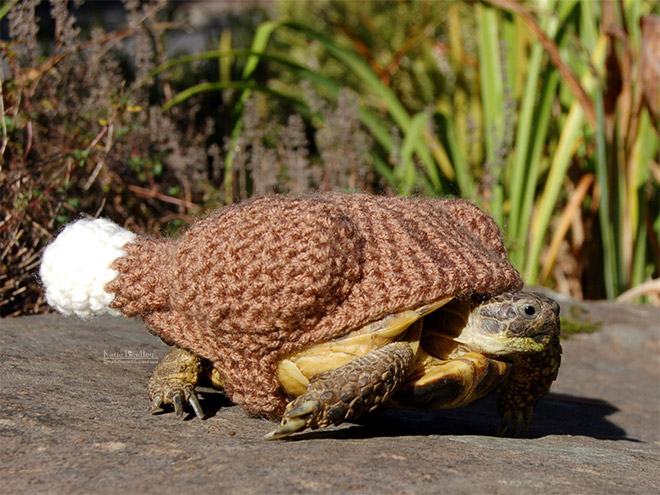 Tortoise fashion statement.