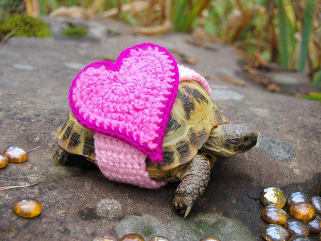 Tortoise fashion statement.