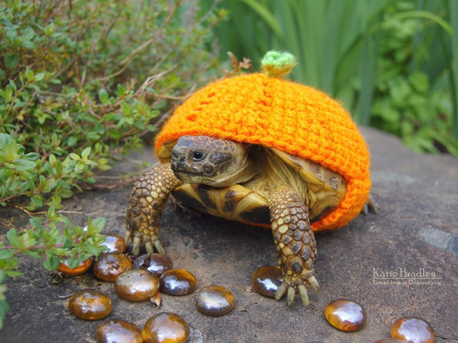 Tortoise fashion statement.