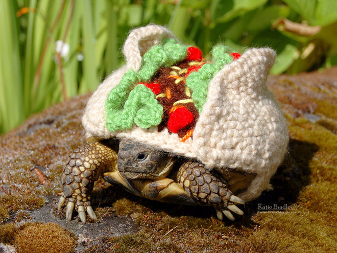 Tortoise fashion statement.