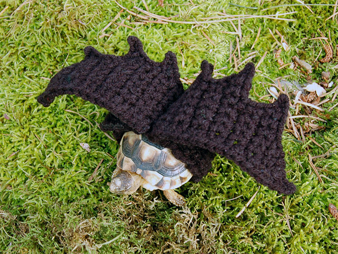 Tortoise fashion statement.