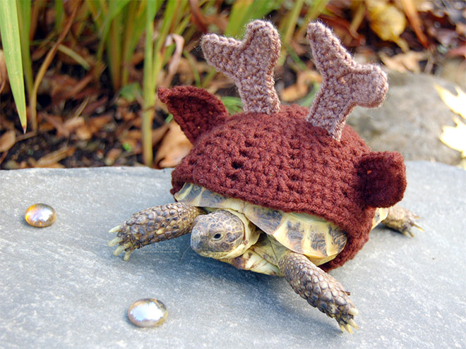 Tortoise fashion statement.