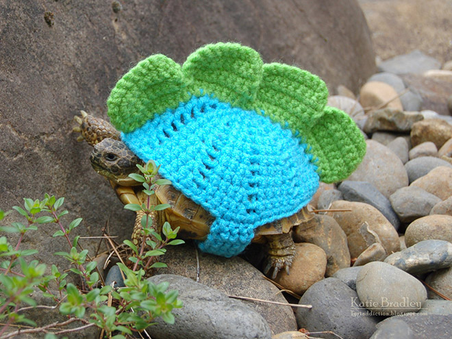 Tortoise fashion statement.