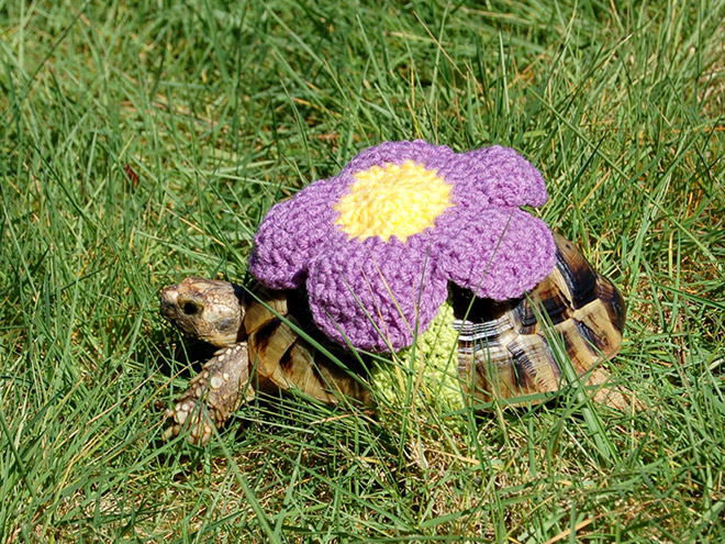 Tortoise fashion statement.