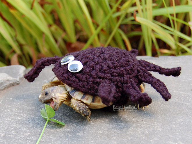 Tortoise fashion statement.