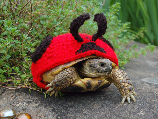 Tortoise fashion statement.