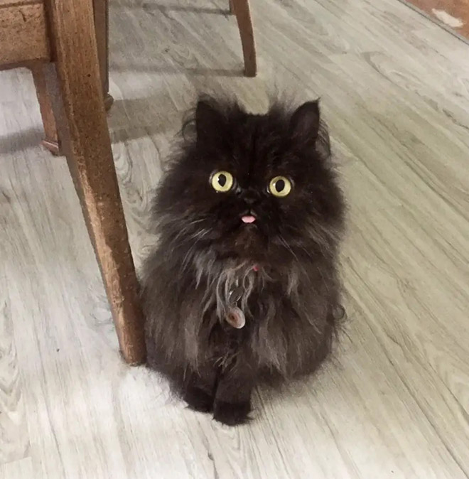 Blep cat.