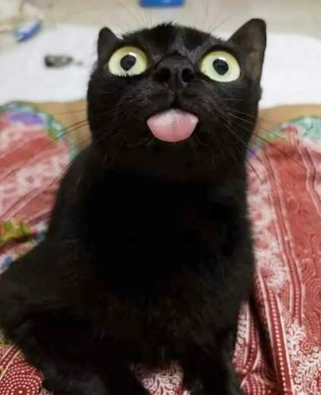 Blep cat.