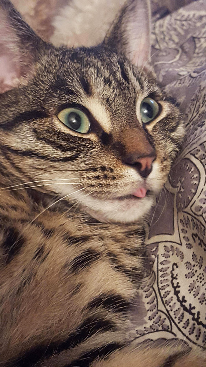 Blep cat.