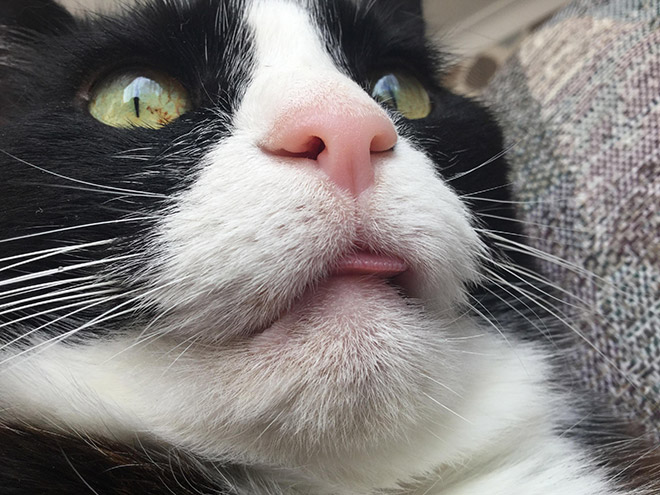 Blep cat.