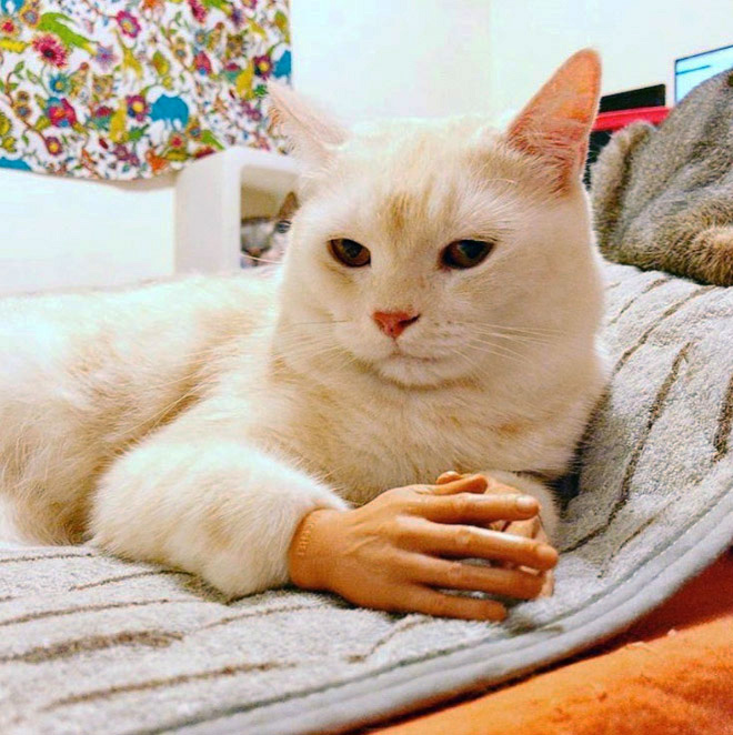 Cat with human hands.
