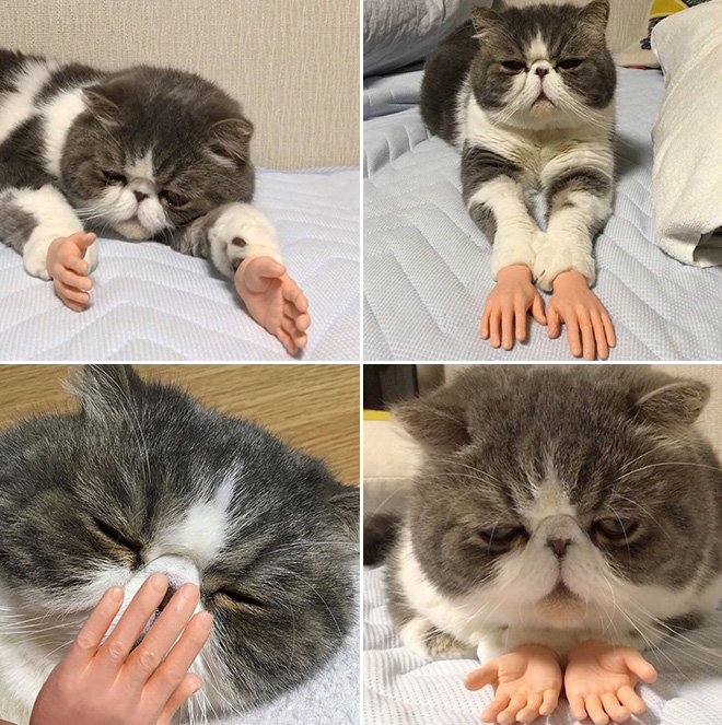 Cat hands.