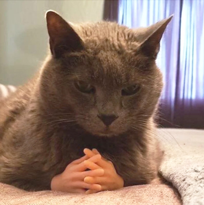 Cat with finger hands.