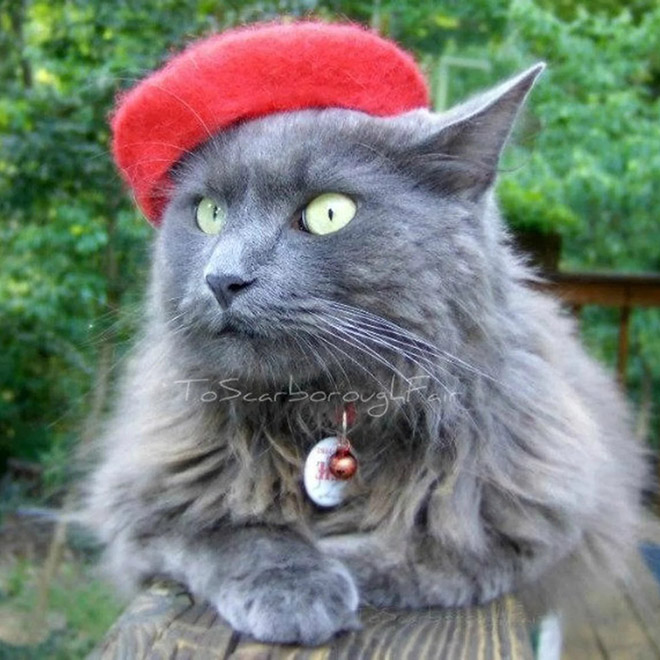 Red cat hat.