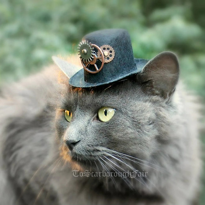 Steampunk cat hat.