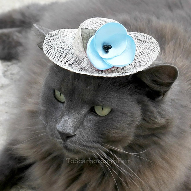 Summer hat for a cat.
