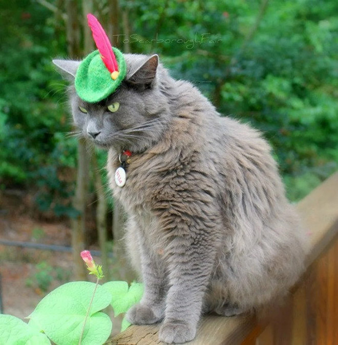 Robin Hood cat hat.