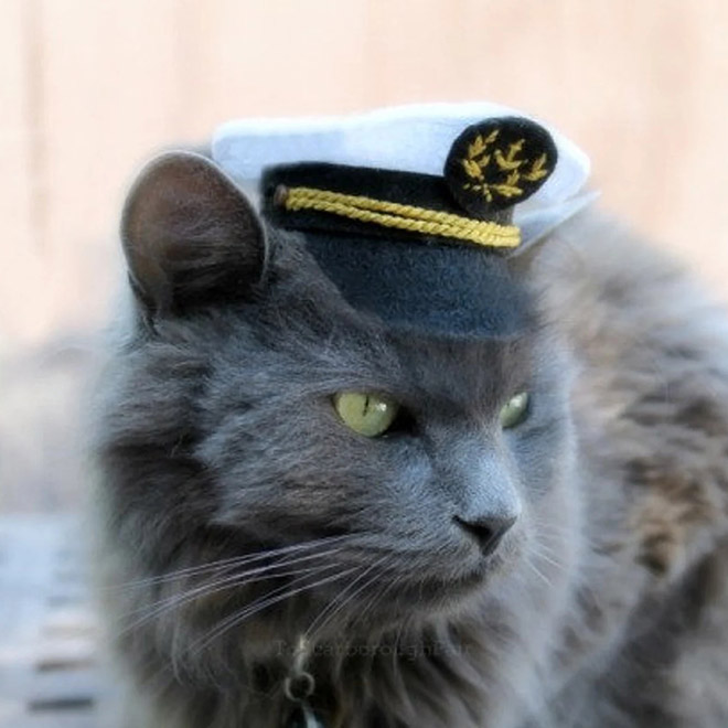 Captain cat hat.