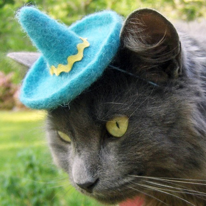 Mexican cat hat.
