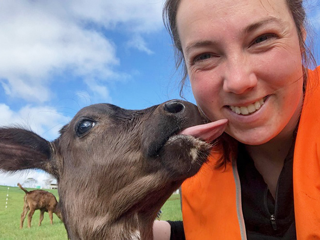 Funny cow lick.