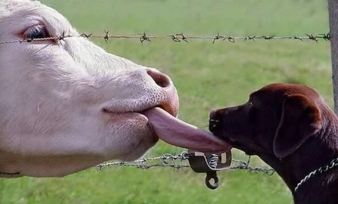 Funny cow lick.