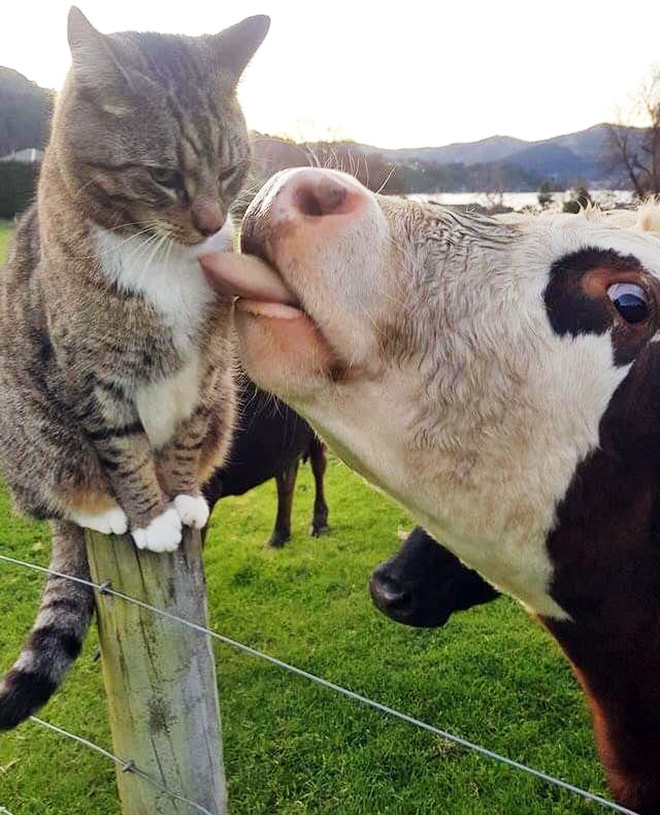 Funny cow lick.