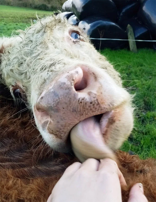 Funny cow lick.