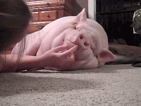 The funniest GIF you will see today.