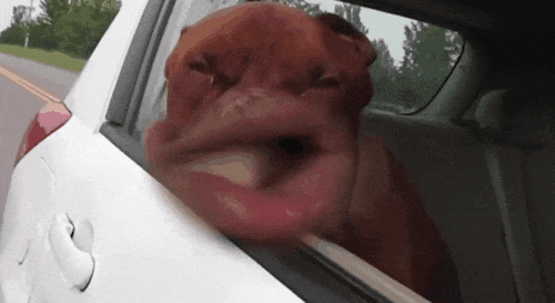 The funniest GIF you will see today.