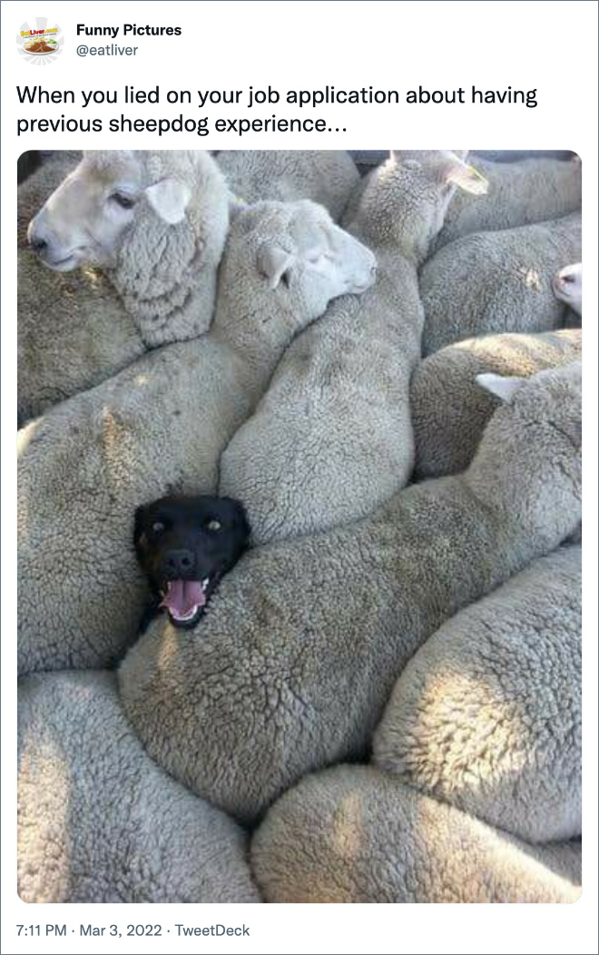 When you lied on your job application about having previous sheepdog experience...