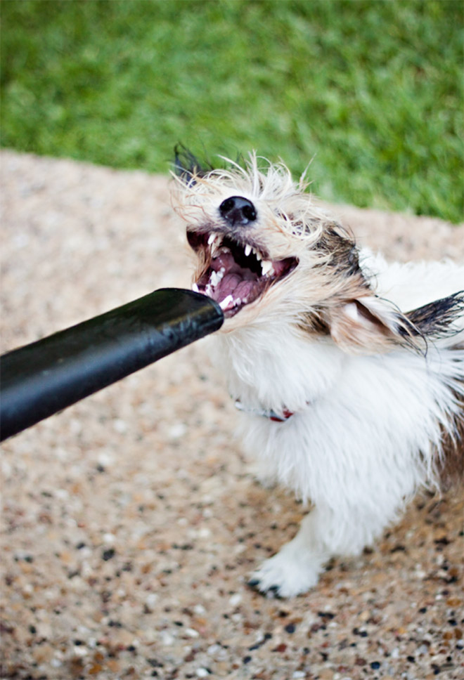 Dog vs. leaf blower.