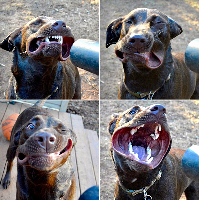 Dog vs. leaf blower.