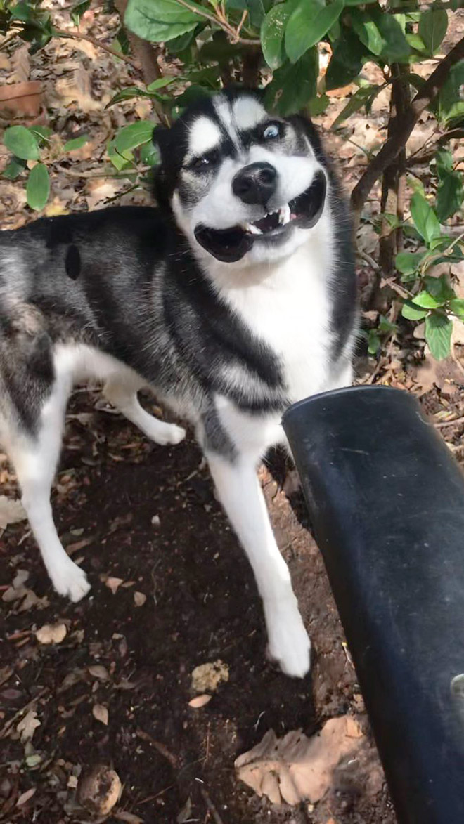 Dog vs. leaf blower.